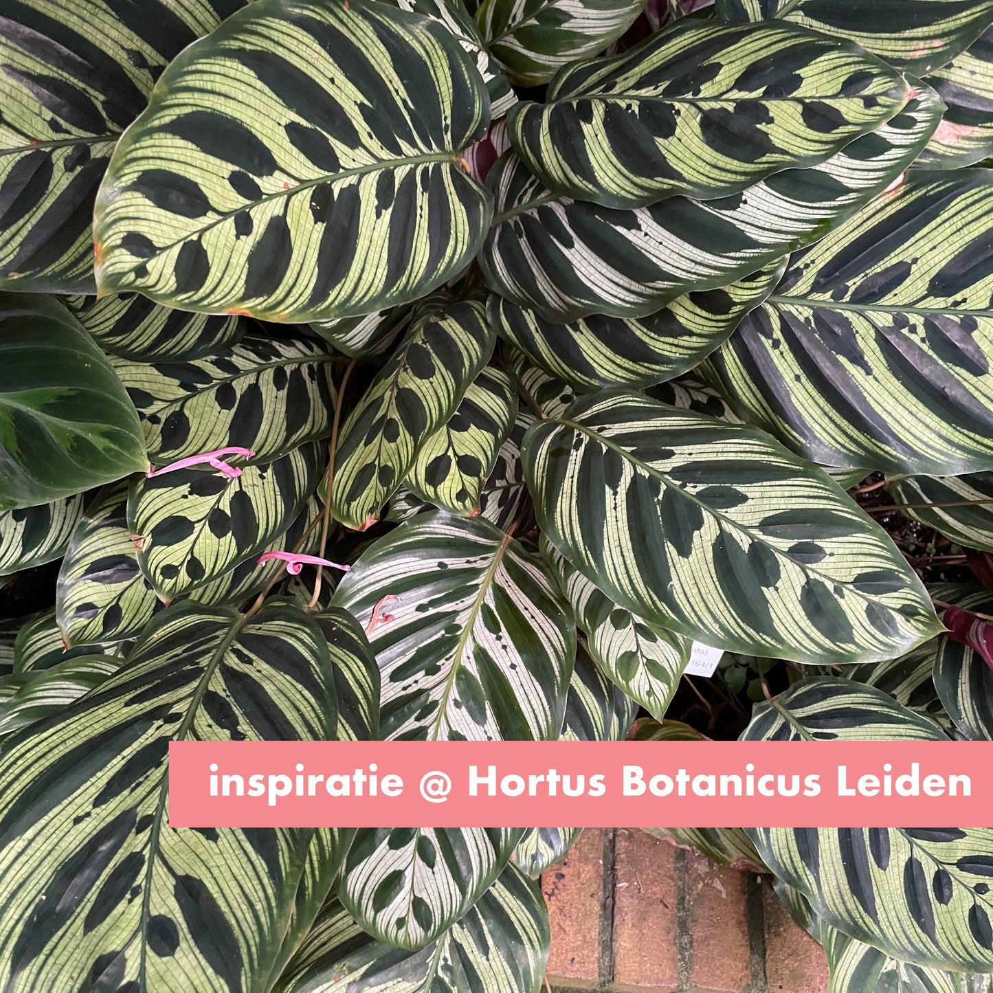 Calathea ketting